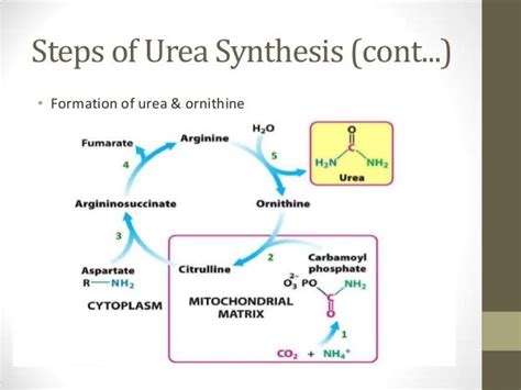 cnc urea|Synthesis of urea.